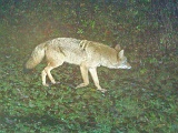 Coyote102409_1931hrs